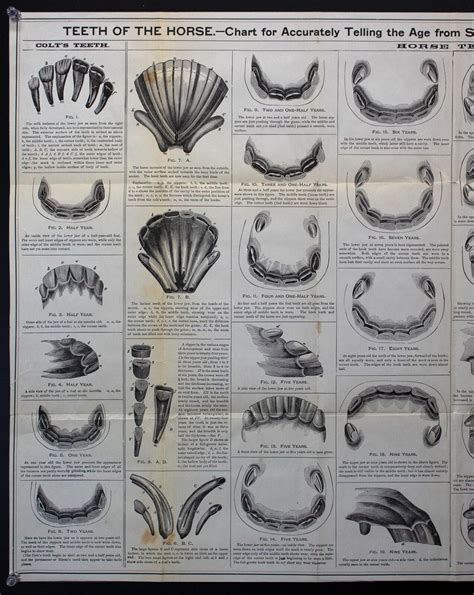1897 Teeth Of The Horse Chart For Telling Age Dr Louis Brandt ...