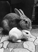 Image result for Soft Bunny Belly