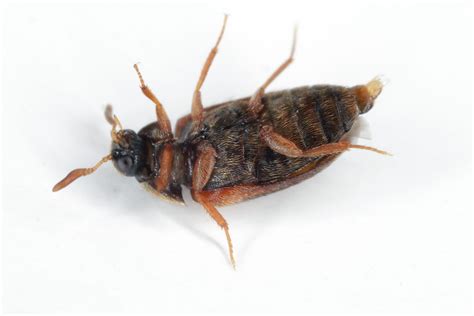 Carpet Beetle Dermatitis