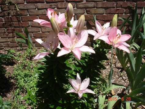 Lily In Spanish Translation at Reginald Hopkins blog