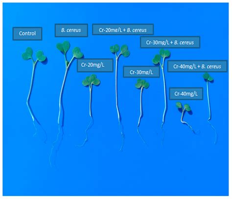 Role of Bacillus cereus in Improving the Growth and Phytoextractability ...