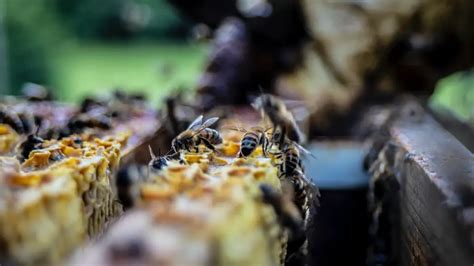 Ecology Examples 的图像结果