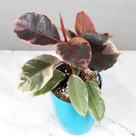 Ficus Elastica Ruby Buy Rubber Plant | Nursery Nisarga