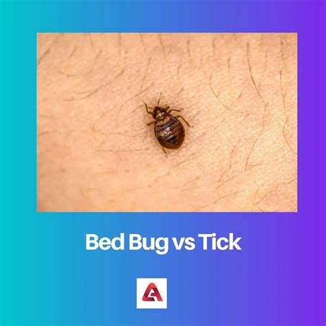 Bed Bug vs Tick: differenza e confronto