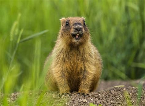 Are Groundhogs Nocturnal Or Diurnal? Their Sleep Behavior Explained - A ...