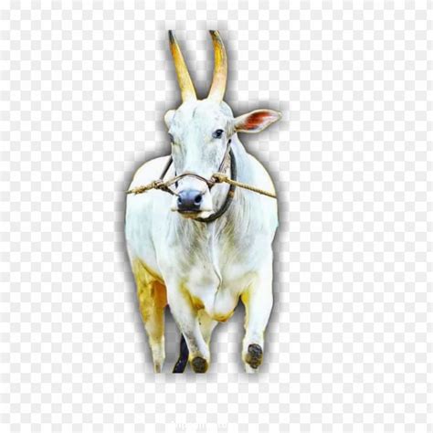 Best 12 Bail Pola Hindi Calligraphy Bull Festival In Maharashtra Vector, Bail Pola, Hindi, Bull ...