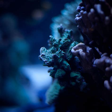 Download wallpaper 2780x2780 corals, underwater world, algae, macro ...