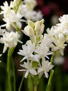 tuberose fiori piante da vaso polianthes tuberosa polianthes tuberosa tuberose fiori piante da vaso polianthes tuberosa polianthes tuberosa
