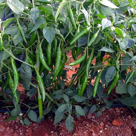 Buy Chilli Green Long Hot Pepper F1 Hybrid Seeds | High Yield & Pungent ...