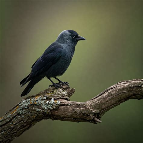 What Does Spring Represent Spiritually? - Wisdom Of The Spirit