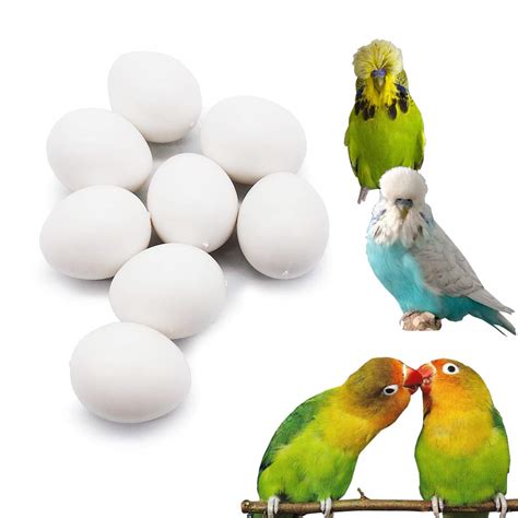 FOIBURELY 8 Pcs Solid Parrot Dummy Eggs Hatching Eggs Lovebird, Bourkes ...