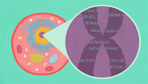 Image result for How to Program DNA