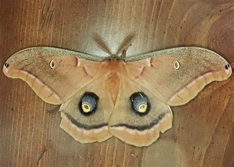 Antheraea polyphemus (Polyphemus Moth) – 10,000 Things of the Pacific ...