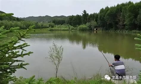 肇庆“云保险鱼塘”运用物联网设备和技术提升养鱼存活率——中国新闻网·广东
