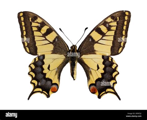 Old world swallowtail butterfly (Papilio machaon) seen from above and isolated on white ...