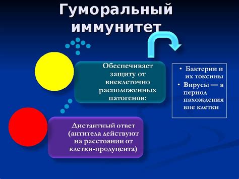 В-звено иммунитета. Гуморальный иммунный ответ В-лимфоцит B-клетки,