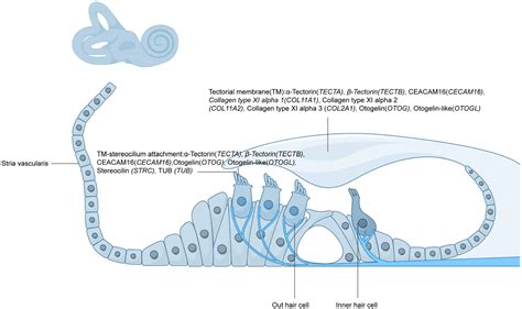 Frontiers | Tectorial membrane: structure, function, and its ...