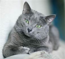 blue cats russian blue cat knowledge base lookseek blue cats russian blue cat knowledge base lookseek