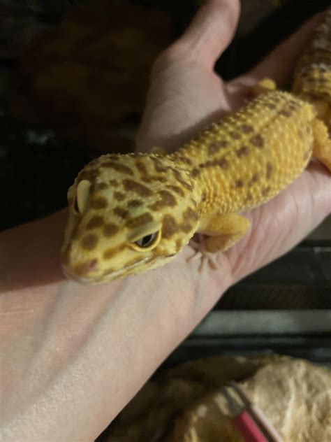 Leopard gecko life span : r/leopardgeckos