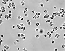 Saccharomyces cerevisiae 的图像结果