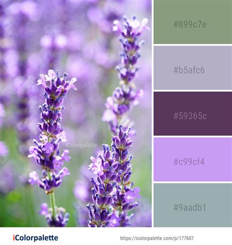 Lavender Color Palette