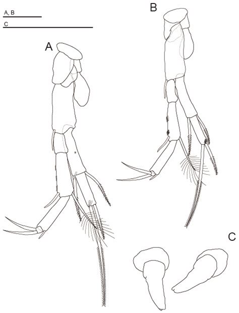 Two New Species of Nipponbathynella Schminke, 1973 from South Korea ...
