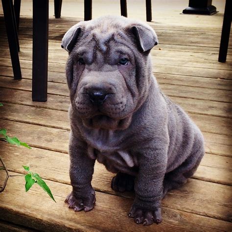 Our 7 week old Blue Chinese Shar Pei Puppy ! | Shar pei puppies ...