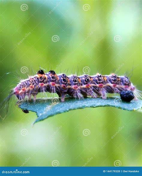 Blue Caterpillars that are Still on the Leaves. Stock Photo - Image of ...