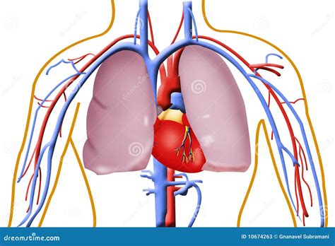 Human Heart And Lungs Stock Photos - Image: 10674263