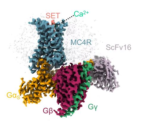 Scientists May Have Found Obesity Cure By Turning Off Brain’s ‘Hunger ...