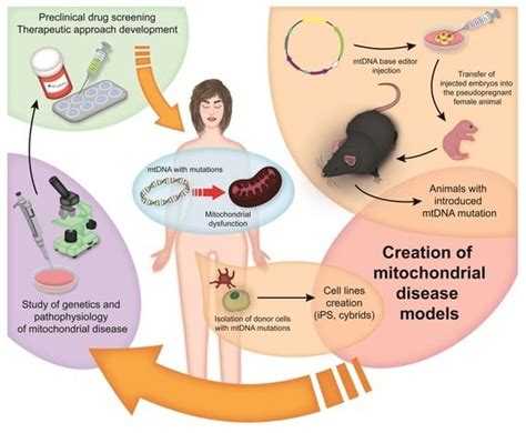 Creation of Mitochondrial Disease Models Using Mitochondrial DNA Editing