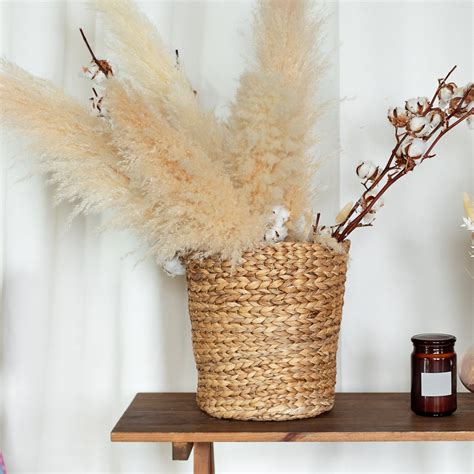 White Pampas Grass – Green Thumbs Garden