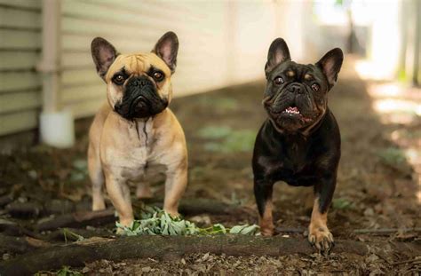 French Bulldog (Frenchie) Puppies For Sale In Wisconsin