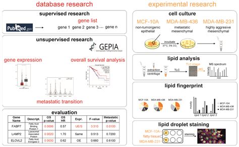 Identification of Lipid Droplet-Associated Genes in Breast Cancer Patients