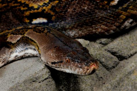 Image result for Netzpython Zwerg