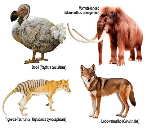 Lobo extinto é ressuscitado segundo empresa