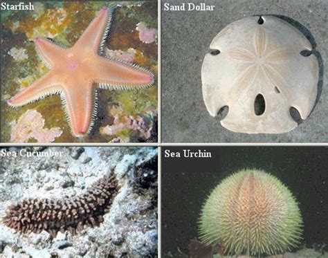 Echinoderms Examples 的图像结果