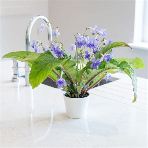 Buy streptocarpus in a ceramic gift pot Streptocarpus 'Bethan ...
