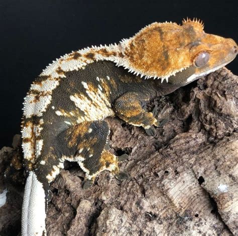 Beautiful Crested Gecko Morph : r/geckos