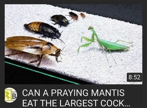 A lot of mantis lords here : r/Hollow_Knight_R34