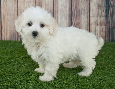 Maltipoo Size - How Big Do Full Grown Maltipoos Get? A Comprehensive ...