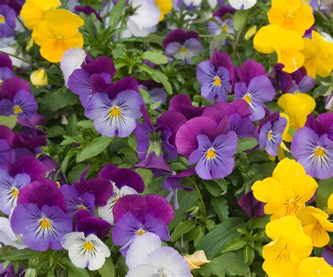 Are Violas Easy To Grow From Seed at Nadine Boeding blog