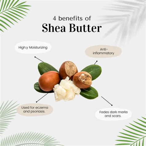 Shea Butter Benefits Ai