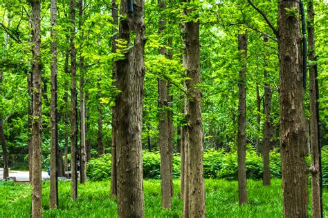 绿色树林摄影图高清摄影大图-千库网