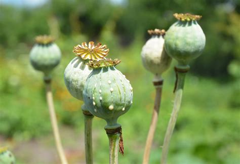8 Types of Poppy Flowers & Growing Tips