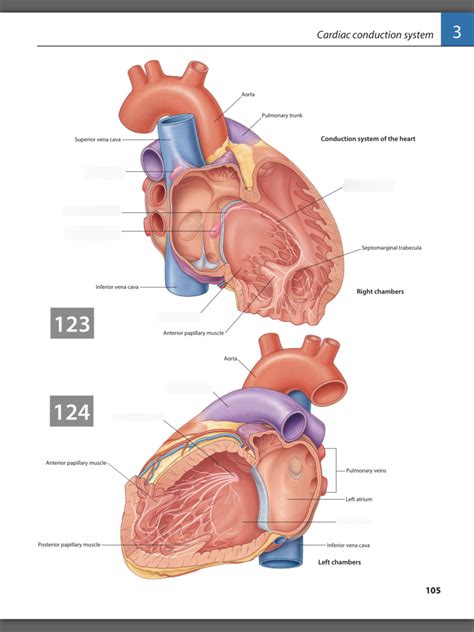 Image result for Cardiac Conduction System Disorders