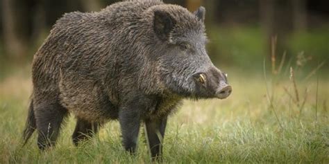 Asp.net Core Checkbox Example 的图像结果