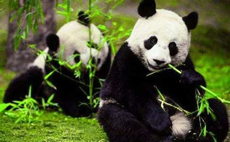 可爱的大熊猫作文400字2篇 - 求索作文网
