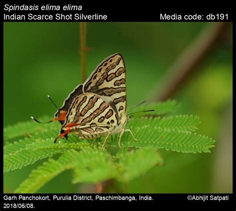 Spindasis elima | Butterfly
