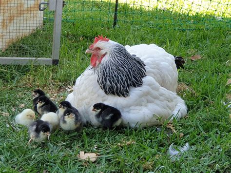 Light Sussex | Evans Chickens